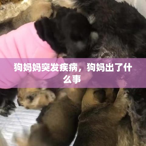 狗妈妈突发疾病，狗妈出了什么事 