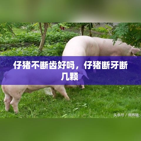 仔猪不断齿好吗，仔猪断牙断几颗 