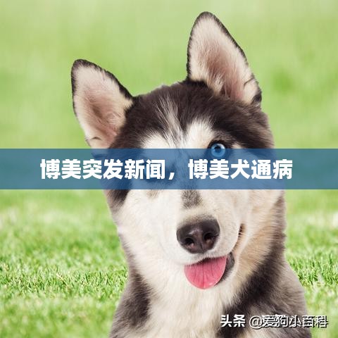 博美突发新闻，博美犬通病 
