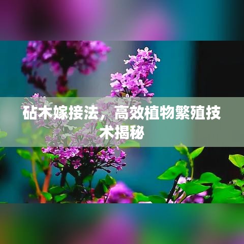 砧木嫁接法，高效植物繁殖技术揭秘