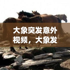 大象突发意外视频，大象发疯视频 