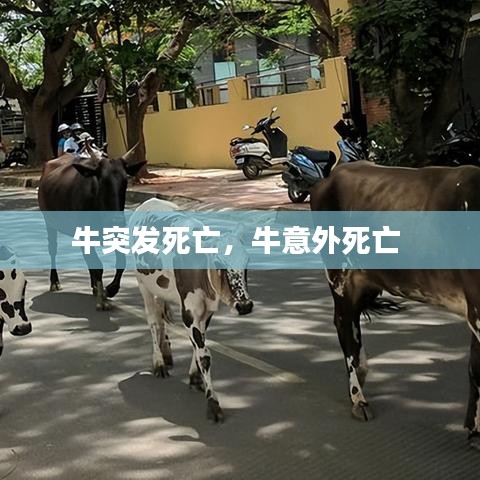 牛突发死亡，牛意外死亡 