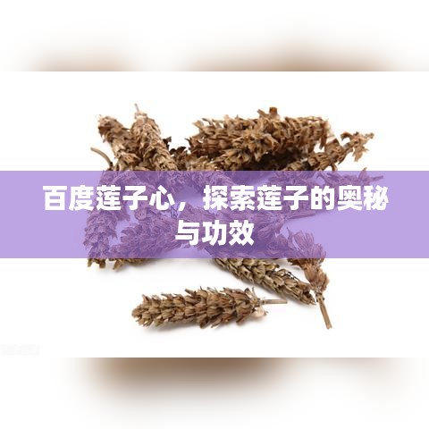 百度莲子心，探索莲子的奥秘与功效