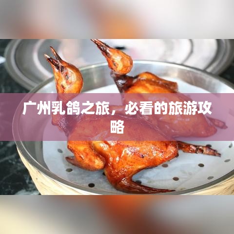 广州乳鸽之旅，必看的旅游攻略