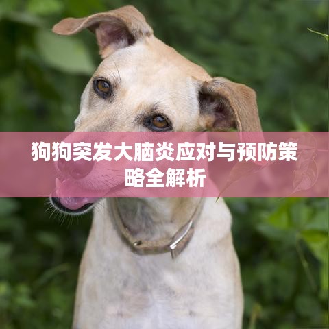 狗狗突发大脑炎应对与预防策略全解析