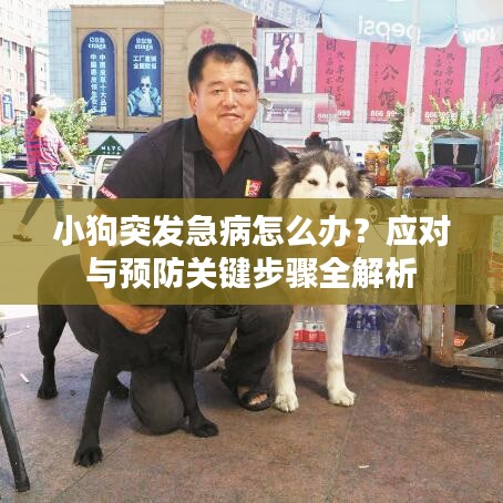小狗突发急病怎么办？应对与预防关键步骤全解析