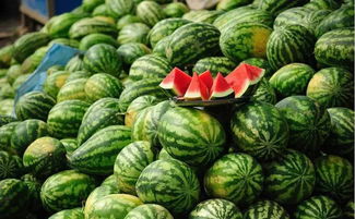 团游版本跟西瓜小视官方下载,高效计划实施解析&amp;Deluxe_v1.797