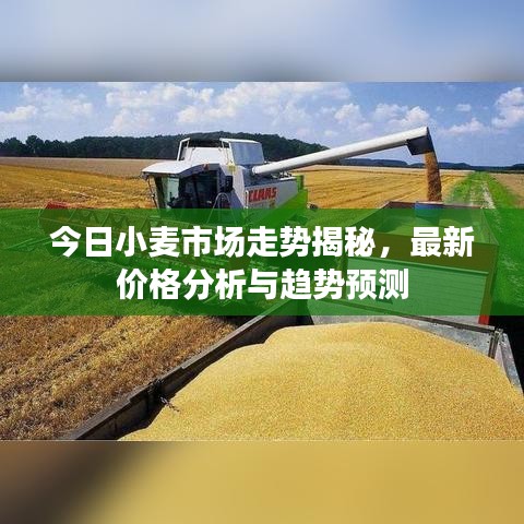 今日小麦市场走势揭秘，最新价格分析与趋势预测