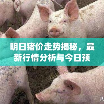 明日猪价走势揭秘，最新行情分析与今日预测