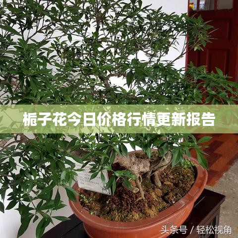 栀子花今日价格行情更新报告