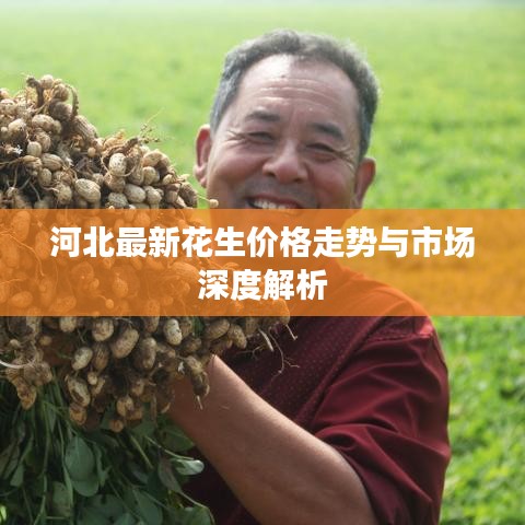 河北最新花生价格走势与市场深度解析