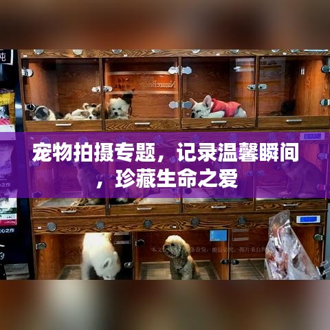 宠物拍摄专题，记录温馨瞬间，珍藏生命之爱
