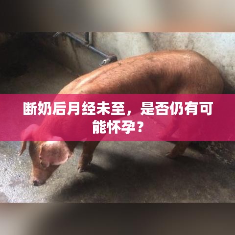 断奶后月经未至，是否仍有可能怀孕？