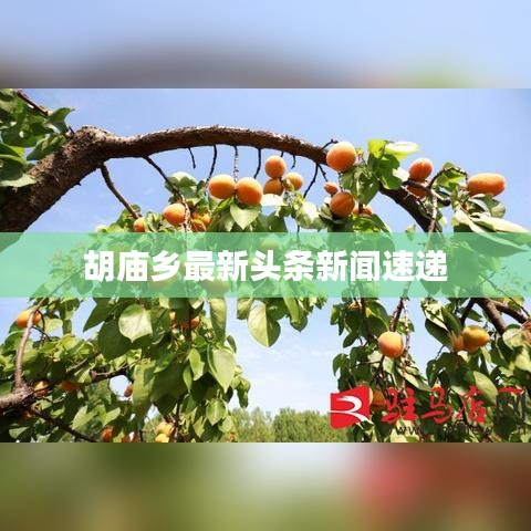 胡庙乡最新头条新闻速递