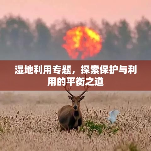 湿地利用专题，探索保护与利用的平衡之道