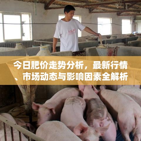 今日肥价走势分析，最新行情、市场动态与影响因素全解析