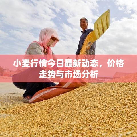 小麦行情今日最新动态，价格走势与市场分析