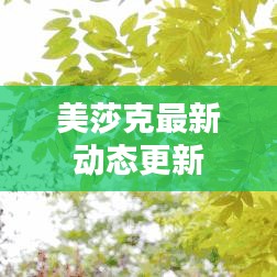 美莎克最新动态更新