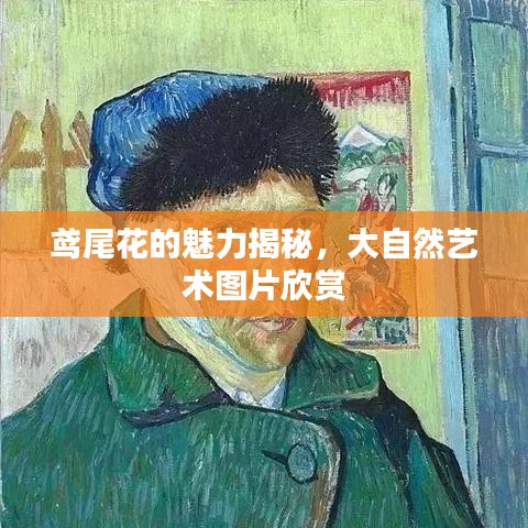 鸢尾花的魅力揭秘，大自然艺术图片欣赏