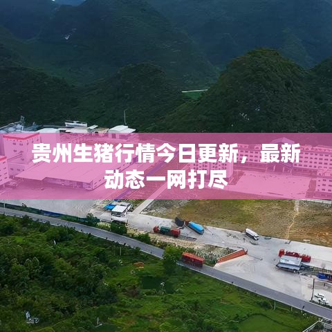 贵州生猪行情今日更新，最新动态一网打尽