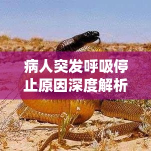 病人突发呼吸停止原因深度解析