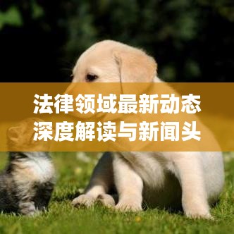 法律领域最新动态深度解读与新闻头条拜读