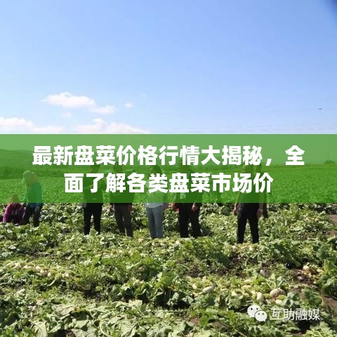 最新盘菜价格行情大揭秘，全面了解各类盘菜市场价