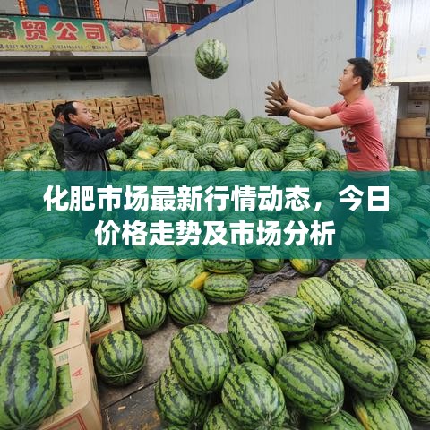 化肥市场最新行情动态，今日价格走势及市场分析