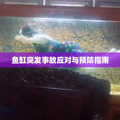 鱼缸突发事故应对与预防指南