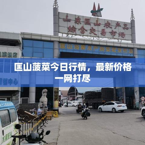 匡山菠菜今日行情，最新价格一网打尽