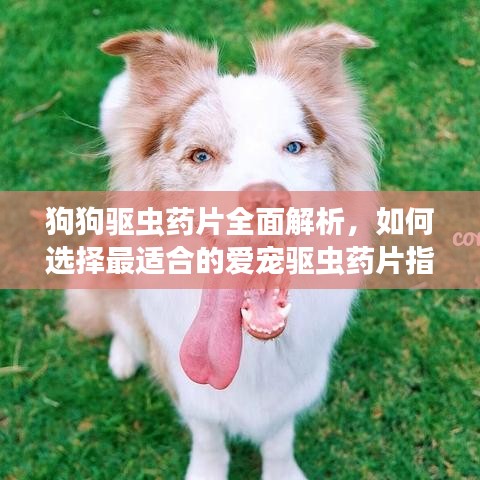 狗狗驱虫药片全面解析，如何选择最适合的爱宠驱虫药片指南