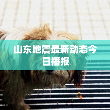 山东地震最新动态今日播报