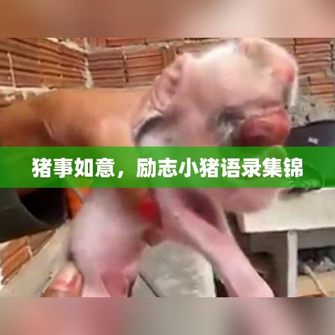 猪事如意，励志小猪语录集锦