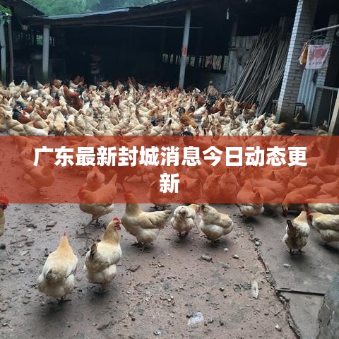 广东最新封城消息今日动态更新