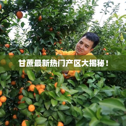 甘蔗最新热门产区大揭秘！