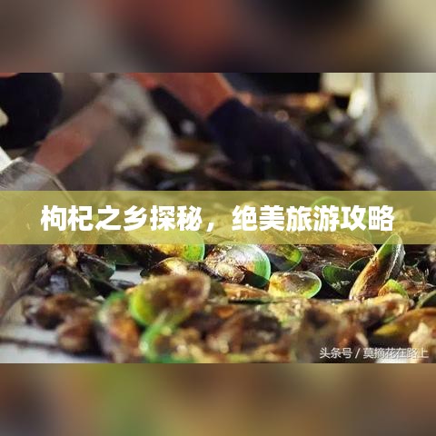 枸杞之乡探秘，绝美旅游攻略