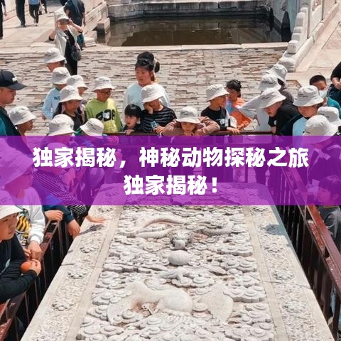 独家揭秘，神秘动物探秘之旅独家揭秘！