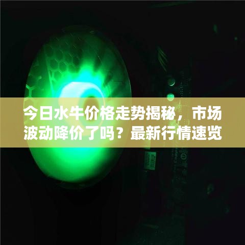 今日水牛价格走势揭秘，市场波动降价了吗？最新行情速览