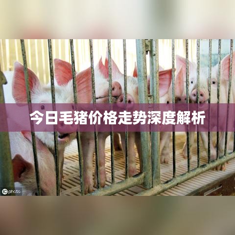 今日毛猪价格走势深度解析