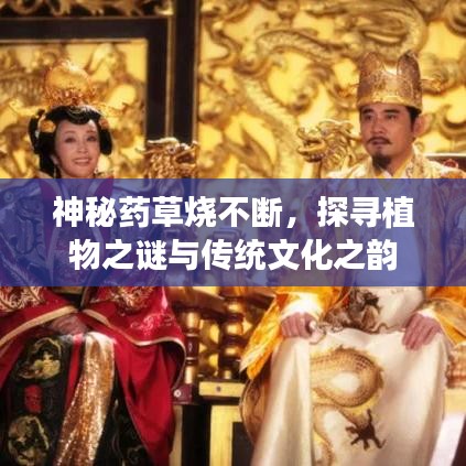 神秘药草烧不断，探寻植物之谜与传统文化之韵