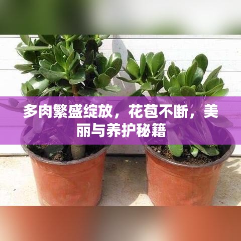 多肉繁盛绽放，花苞不断，美丽与养护秘籍