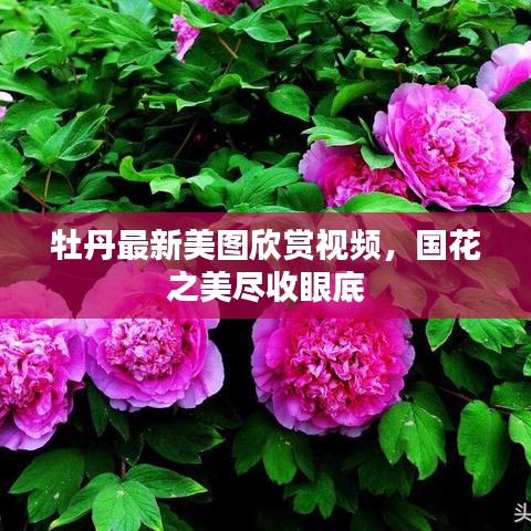 牡丹最新美图欣赏视频，国花之美尽收眼底