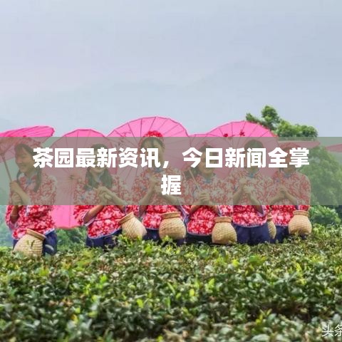 茶园最新资讯，今日新闻全掌握