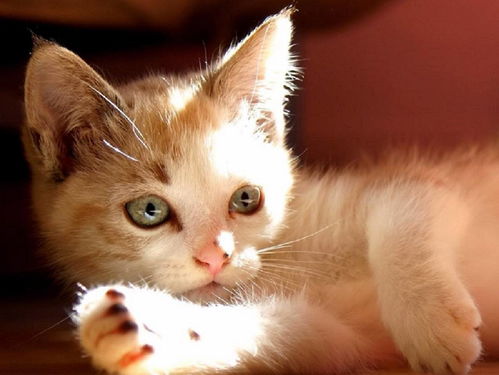 猫咪破解版最新版本跟尘缘官方下载,数据引导设计策略 Galaxy_v5.197